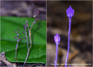 「一眼便銘心」 2025 D0804 「紫水玉簪」與 「霉草」
