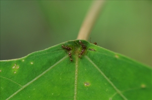【植物】野桐與螞蟻的親密關係