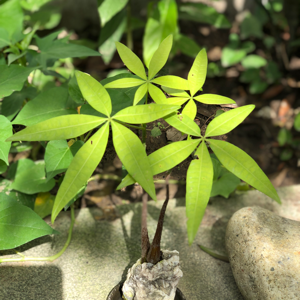 蔡蔡