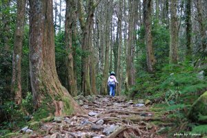 大雪山森林遊樂區｜鳶嘴稍來國家步道---稍來山（小百岳）、森林瞭望台