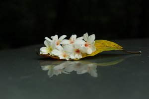 ​來去夢湖路賞油桐吧 2022 D0423  雪白油桐 已翩然飄灑而下