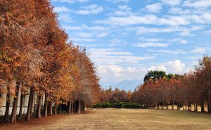 石岡挑物古道，五福臨門神木，九房里步道，情人木橋，落羽松大草原，石岡健走步道