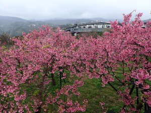 走狗殷勤古道(尾崙水圳)至平菁街42巷賞寒櫻