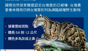 【新聞】台灣保育指標 學者捨不得將台灣雲豹除名