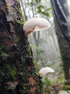 北得拉曼神木群連走內鳥嘴山