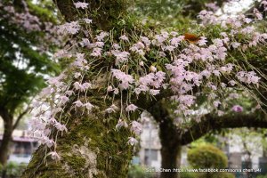 天宮石斛蘭瀑布，在台北「父愛之花」  2026 D0418 ｜ 台北南港區・聯成公園