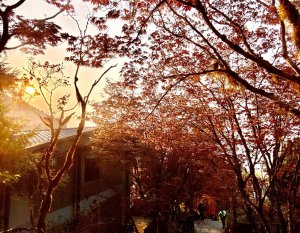 【新聞】太平山紫葉槭 春季楓紅登場