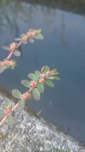 小飛揚草