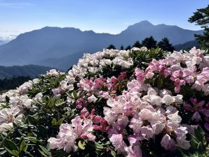 【台灣】2026合歡山杜鵑花季懶人包｜最佳花期、私藏拍照點、健行路線、交通一次看
