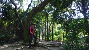 輕鬆好走景色宜人-青龍嶺、大棟山來回縱走