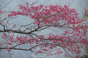 《台中》谷關七雄｜初登屋我尾山20170319