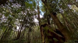 嘉南雲峰、石壁山步道