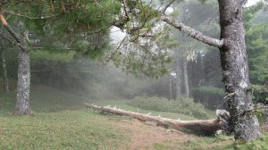 鹿林山步道