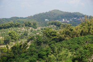 【台南】走走柳營尖山