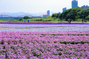 【新聞】最美「紫爆」浪漫來襲！ 古亭河濱13萬盆花海迎接春天