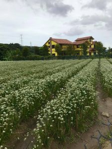 2018-0915大溪韭菜花田