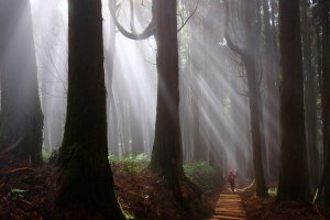 迷霧幽幽~特富野古道