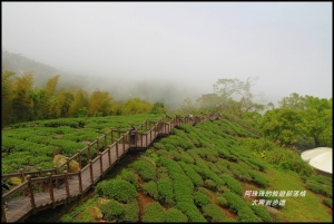 嘉義梅山。瑞里太興岩步道