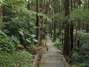 【路線】森林步道