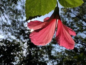 四獸山花草旅