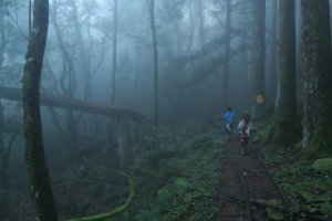 魔幻森林加里山杜鵑嶺大O縱走親子行