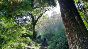 《嘉義》涼爽有冷喔｜奮起湖大凍山步道(多林登山口)