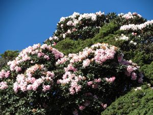 合歡東峰賞花行