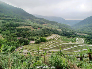 【新北石門】全台唯一火山岩石砌梯田。 嵩山百年梯田阡陌步道