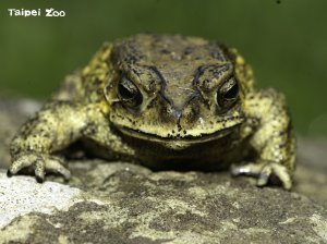 【動物】蟾蜍青蛙傻傻分不清-環境要好別嫌牠們吵