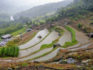 雨中初訪坪頂古圳--梯田、古圳、溪流