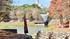 【蛇年走春】新竹清交、櫻花嶺、落羽松