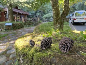 2025/08/17塔塔加、麟趾山、大鐵杉