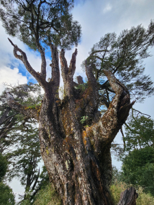隆冬遊南橫，酷寒闖雙星(關山嶺山、塔關山)
