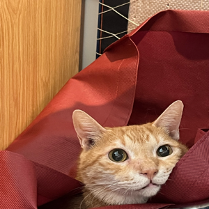 十隻橘虎九隻胖