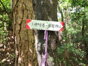 樹杞林山｜竹東森林公園步道×大鄉自然步道