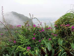 【小百岳集起來】花木扶疏、奇岩怪石的鳶山