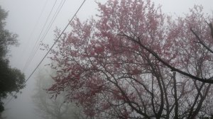 雨中賞櫻、霧裡看花