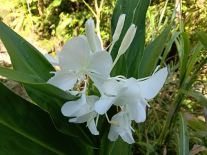 雙溪區內盤山坑古道+石硿子越嶺古道+盤山坑古道+過火坪古道O型