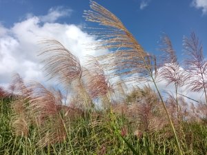 雙溪區冬陽下閃閃菅芒花