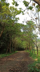 最美的風景∥彰化二水坑內坑森林步道，登廟步道