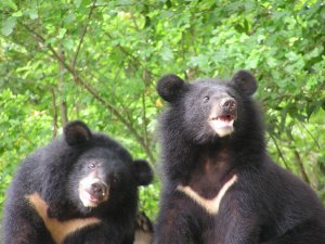 【討論】踐行生物多樣性公約，尊重原住民及在地需求，金屬套索不宜全面禁用