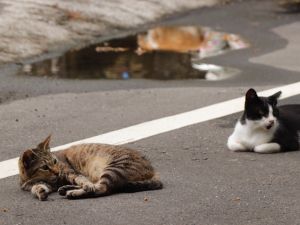 20171004草嶺古道