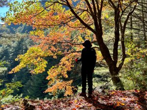 楓紅健走北三錐山