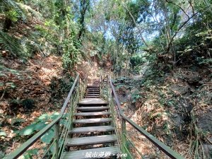 【雲林林內】台灣百大必訪步道。 龍過脈森林步道