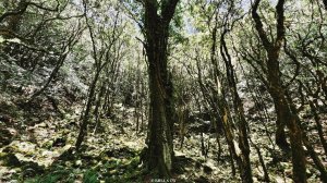 【台灣健行】松鶴八仙 - 綠浪深處，時間長成樹的模樣
