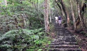 大山背山