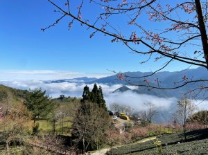 [小百岳]Ｎo.031鵝公髻山。山上人家森林農場雲端上賞櫻花