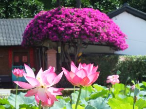 雙溪林厝前、彎穹夏日荷花