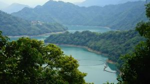 五月桐花桃園石門山