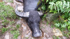 【新聞】眾所關心陽明山水牛死亡 陽管處說明最新辦理情形